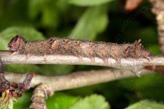 Allophyes oxyacanthae_гусеница IV